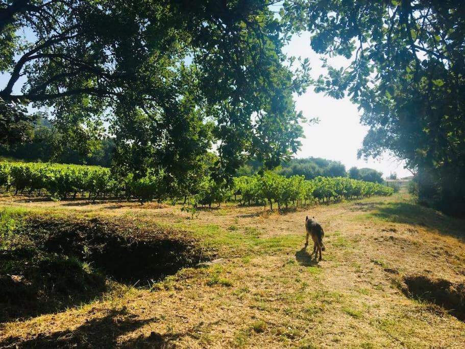 Villa Provencale Familiale Avec Piscine Grimaud Bagian luar foto